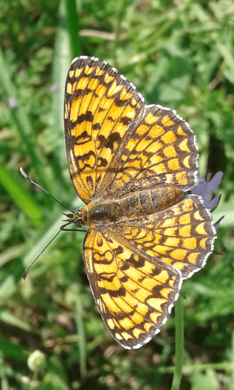 Melitaea phoebe (Nymphalidae)? S